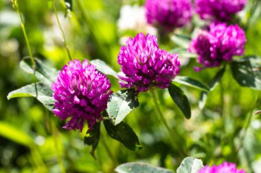 Çiçeklenme yonca Mor Gölge. Clover bir takas içinde büyür ve sıcak ve parlak bir güneş ile aydınlatılır.
