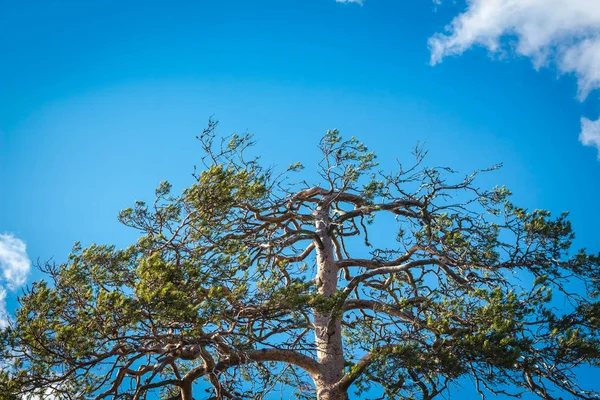 Mavi gökyüzüne karşı yüksek iğne yapraklı bir ağacın tepesi. Berrak ve mavi bir gökyüzünde, sadece birkaç beyaz bulut.