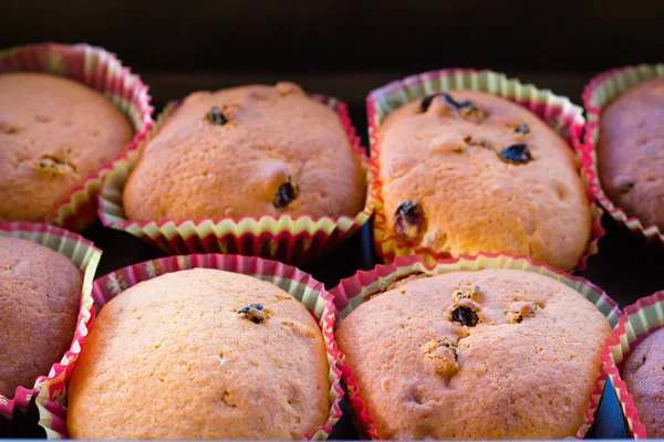 Taze, taze pişmiş kekler. Renkli formlarda kuru üzüm ile Muffins.