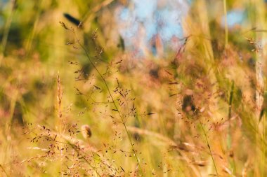 Yeşil otların güzel bitki örtüsü. Yaz güneşinin parlak ışınlarını aydınlatan bir orman sebebindeki güzel doğa.