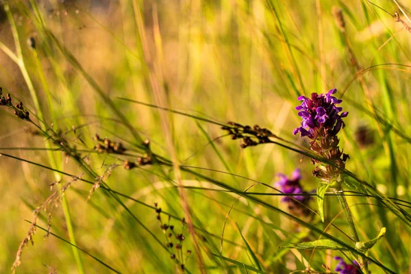 Bellissimi Fiori Viola Tra Erba Verde Bella Natura Una Radura — Foto Stock