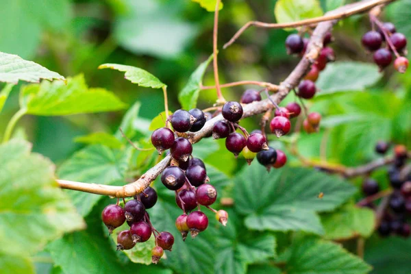 Olgun ve lezzetli siyah frenk üzümü meyveleri. Kuş üzümü bir meyve bahçesinde çalılar üzerinde büyümek.