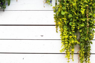 Ahşap tahta arka planda bitki. Bitki beyaz boya ile boyanmış bir ahşap yüzey üzerinde asılı.