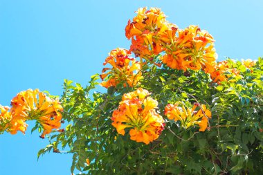 Gökyüzüne karşı güzel turuncu çiçekler. Gökyüzü yaz sıcak havalarda mavi ve açık. Bir sürü çiçek yeşil bir çalı üzerinde şişerdi.