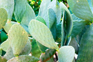 Birçok dikenli ve yeşil kaktüs. Cacti sıcak tropikal iklimler ile ülkelerde büyümek.