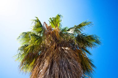 Büyük yaprakları ile güzel ve uzun boylu palmiye ağacı. Mavi, açık ve güneşli bir gökyüzüne karşı alt görünüm.