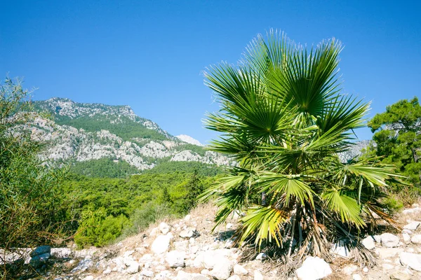 Beautiful palm tree with large leaves. Beautiful mountain landscape on the background of a clear sky. At the foot of the mountains cedar trees grow, they are illuminated by the warm summer sun.