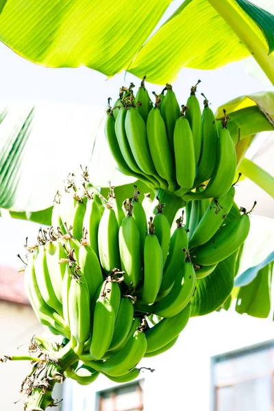 Delicious fruits of banana palm. Bananas are a tasty and healthy fruit that grows in countries with warm climates.
