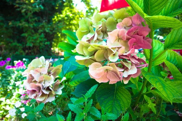 Beautiful flowers in beige and pink. Flowers grow in large inflorescences on a small branch. Very beautiful garden flowers.