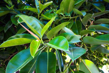 Büyük yaprakları ile güzel tropikal bitki. Güneş yapraklar ve yaprakları üzerinde parlak parlar.