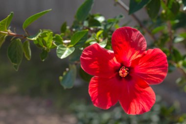 Beş yaprakları ile güzel kırmızı çiçek. Bir çiçeğin arka planında, bir el sanatları bitkisinin yeşil yaprakları. Güneş yaprakları ve yaprakları ile parlak parlar.