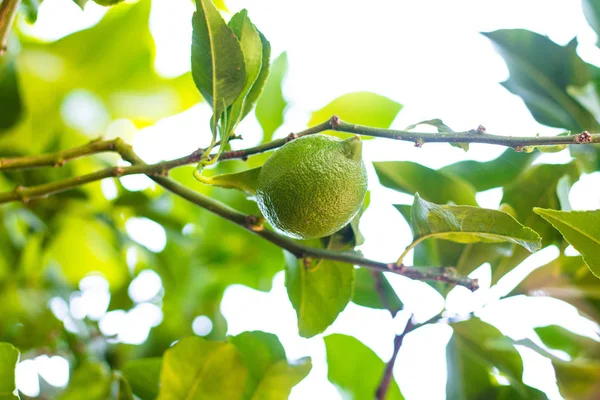 Limon meyvesi parlak yeşil bir gölgedir. Ağacın ince dalları büyük ve sulu meyveler tutar. Güneş yapraklar arasında parlar.