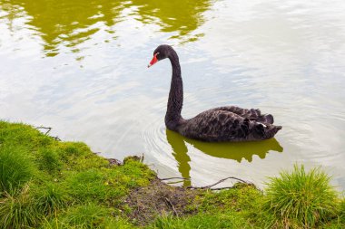 Yalnız siyah bir kuğu kıyıya yakın yüzer. Gölün suyu berraktır ve gökyüzü ona yansır. Yeşil çimenler kıyıda yetişir.