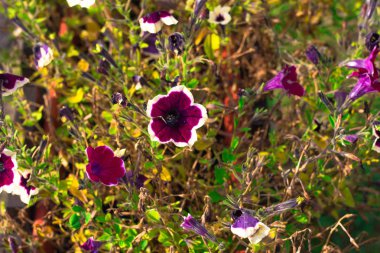 Petunya çiçekleri mordur. Parlak güneş yaprakları ve çiçekleri aydınlatır..