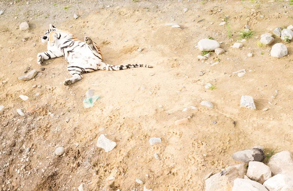 View of the tiger from above. The tiger lies on its back on a sandy surface and basks in the sun.