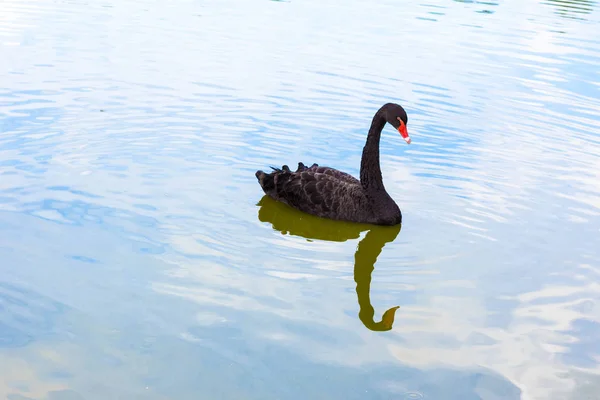 Einsamer Schwarzer Schwan Auf Dem See Das Wasser Des Sees — Stockfoto