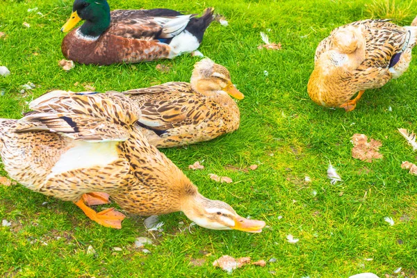 Mehrere Hausenten Auf Dem Gras Enten Leben Einem Bauernhaus Werden — Stockfoto