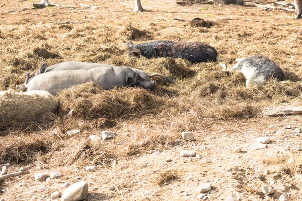 Few Gray Piglets Bask Sun Piglets Straw Place Rest — Stock Photo, Image