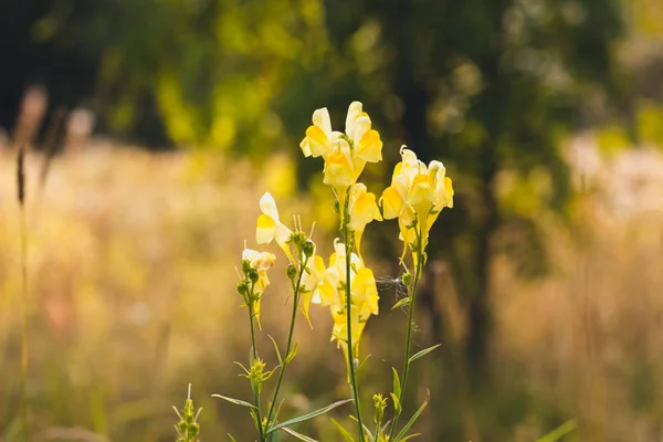 Several yellow flowers in a forest glade. Flowers grow on the edge of the forest in the sunniest place.