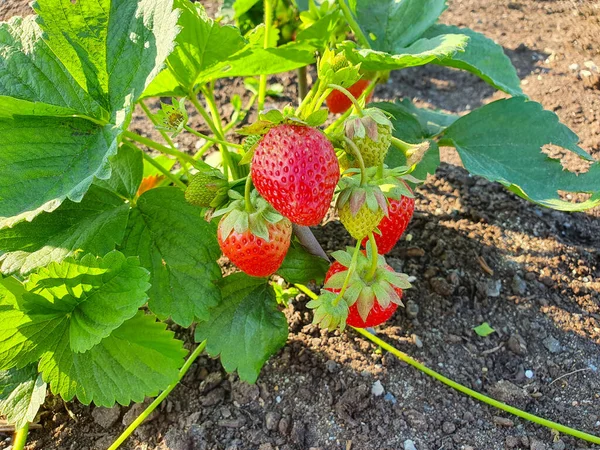 Rote Und Saftige Erdbeeren Mehrere Beeren Reifen Einem Großen Erdbeerbusch lizenzfreie Stockbilder