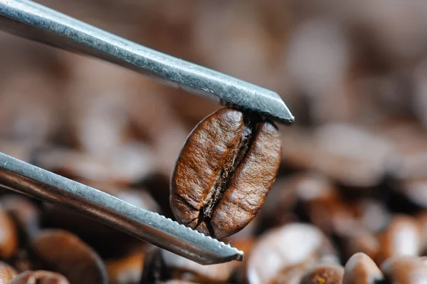 Roasted coffee beans macro with tweezer — Stock Photo, Image