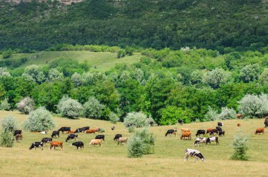 İnek sürüsü çayır otlatma