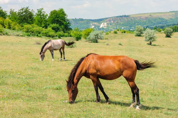 Red horse grazing at meadow — Stock Photo, Image