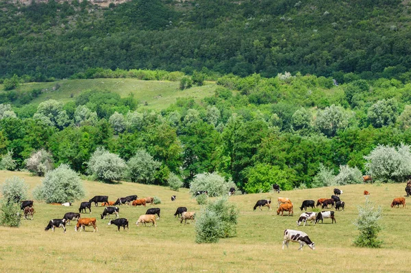 Cows herd grazing at meadow — Stock Photo, Image