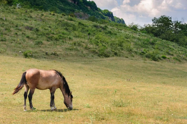 Red horse grazing at meadow — Stock Photo, Image