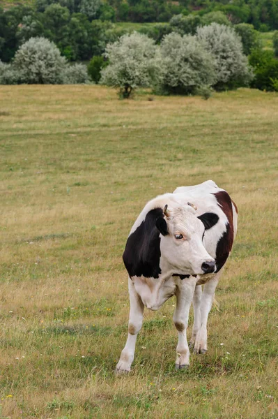 牧草地で放牧牛 — ストック写真