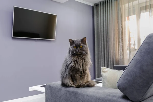 Flauschige Katze sitzt auf Sofa im Wohnzimmer — Stockfoto