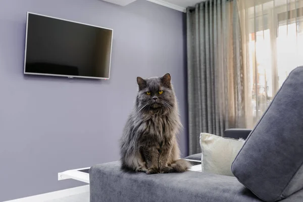 Gato esponjoso sentado en el sofá en la sala de estar — Foto de Stock