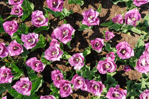 Yukarıdan çekilen gül menekşeli laleler, Lisse, Hollanda'daki Keukenhof Bahçeleri — Stok fotoğraf