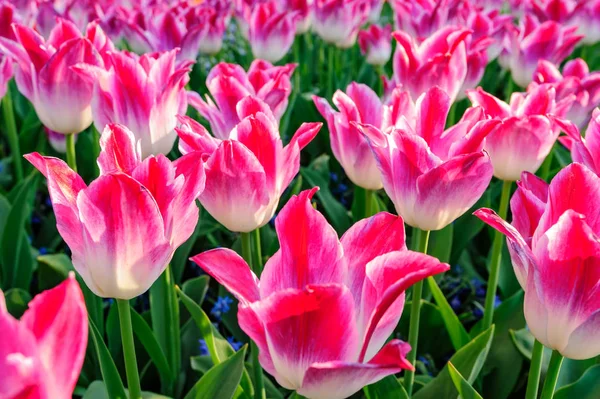 荷兰的粉红色郁金香花坛 — 图库照片