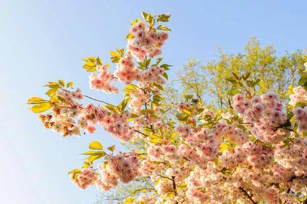 석양을 배경으로 벚꽃나뭇가지를 — 스톡 사진