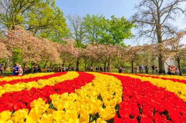 Lisse, Hollanda'daki Keukenhof Gardens çiçek yatakları
