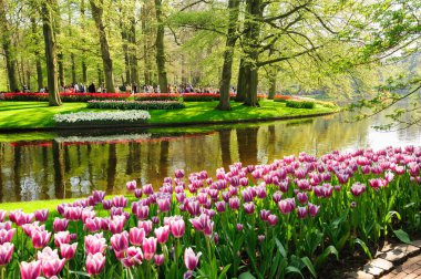 Lisse, Hollanda'daki Keukenhof Gardens çiçek yatakları