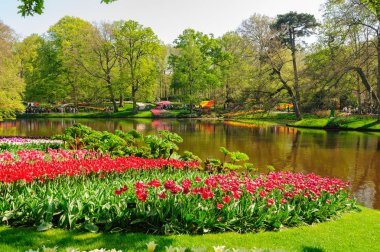Lisse, Hollanda'daki Keukenhof Gardens çiçek yatakları