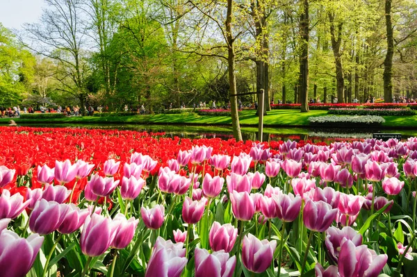 Camas de flores de Keukenhof Gardens em Lisse, Países Bajos — Fotografia de Stock
