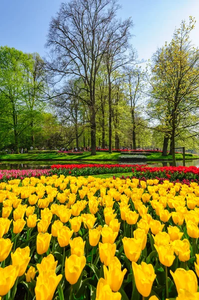 Camas de flores de Keukenhof Gardens em Lisse, Países Bajos — Fotografia de Stock