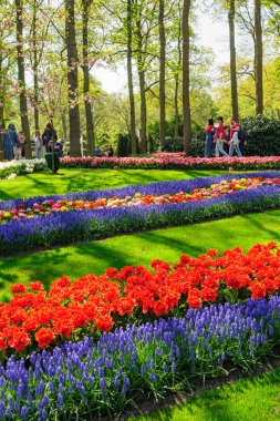 Lisse, Hollanda'daki Keukenhof Gardens çiçek yatakları