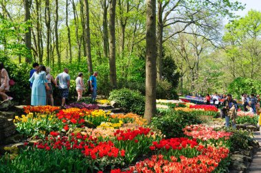 Lisse, Hollanda'daki Keukenhof Gardens çiçek yatakları