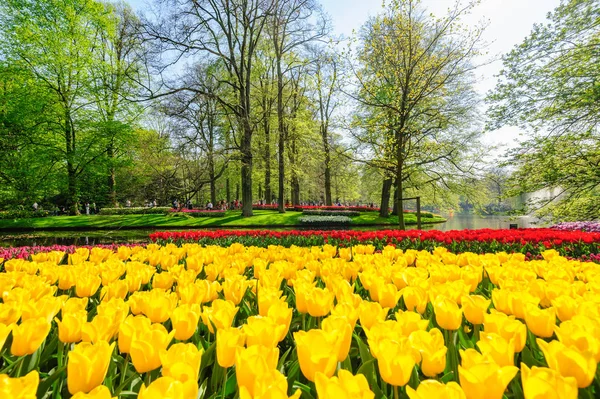 Campos de tulipas em terras baixas — Fotografia de Stock