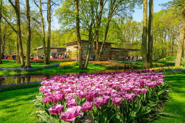 Lisse, Hollanda'daki Keukenhof Gardens çiçek yatakları — Stok fotoğraf