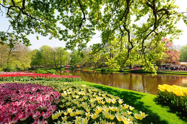 Camas de flores de Keukenhof Gardens em Lisse, Países Bajos — Fotografia de Stock