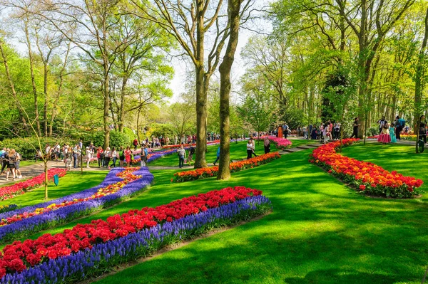 Parterres de fleurs des Jardins Keukenhof à Lisse, Pays-Bas — Photo