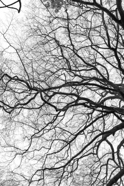 beyaz arka plan üzerinde ağaç dalı siluet