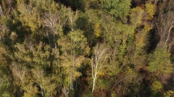 Орбитальный беспилотник снял видео вокруг осенних деревьев в парке — стоковое видео