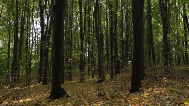 Panorama vertical de abajo hacia arriba de los árboles en el bosque — Vídeos de Stock