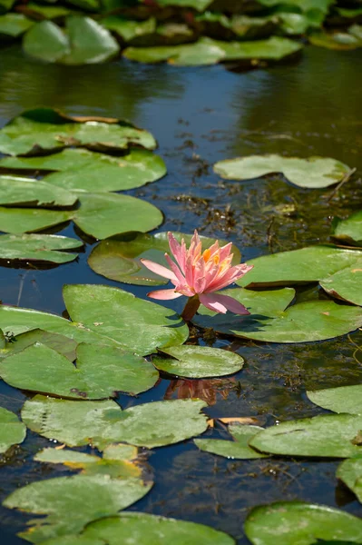 Red water lily AKA Nymphaea alba f. rosea in a lake